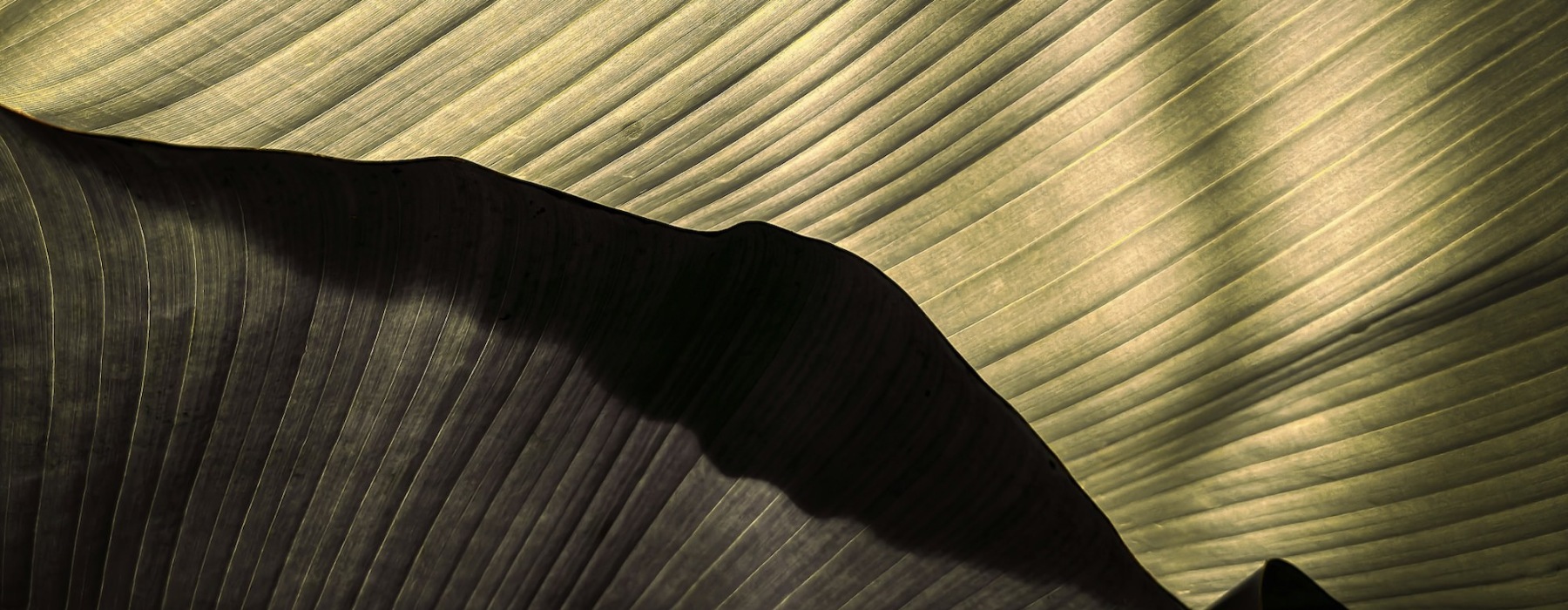a close up of a plant