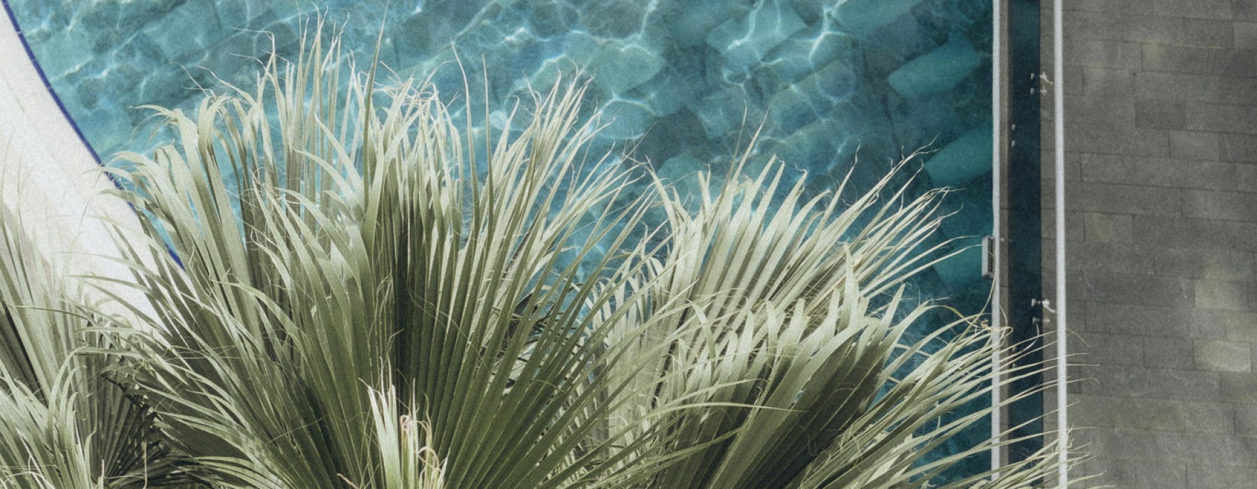 a plant near water