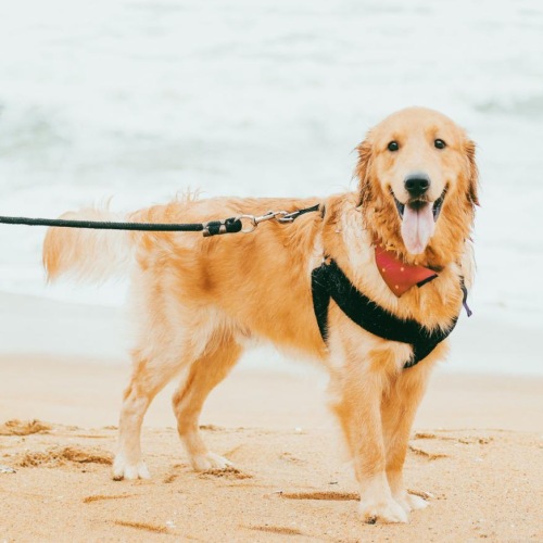 a dog on a beach