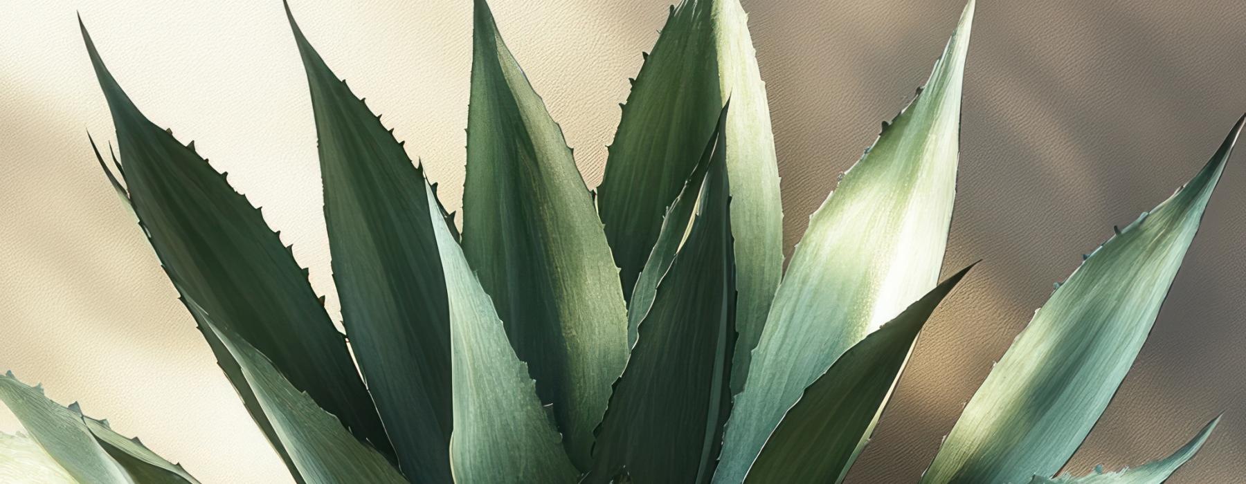 a cactus succulent